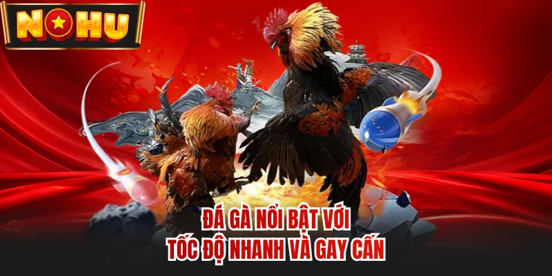 Đá gà nổi bật với tốc độ nhanh và gay cấn