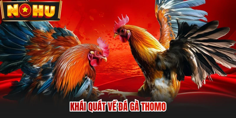 Khái quát về đá gà Thomo